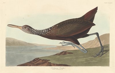 Scolopaceus Courlan, 1837 by Robert Havell