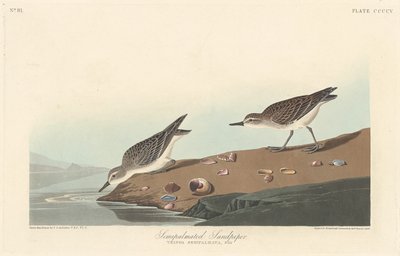 Semi-palmated Sandpiper by Robert Havell