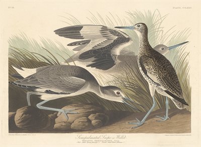 Semi-palmated Snipe or Willet, 1835 by Robert Havell