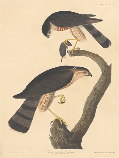 Sharp-shinned Hawk by Robert Havell