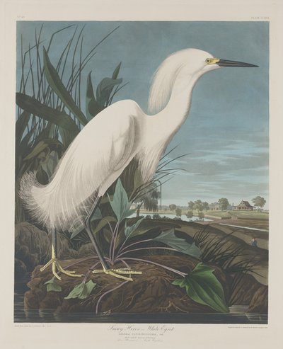 Snowy Heron, or White Egret by Robert Havell