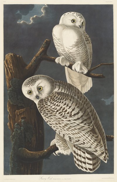 Snowy Owl by Robert Havell