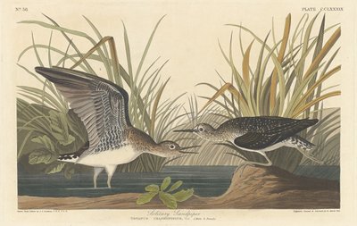 Solitary Sandpiper, 1836 by Robert Havell