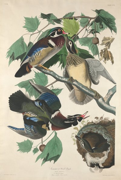 Summer or Wood Duck by Robert Havell