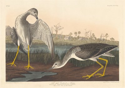 Tell-tale Godwit, 1836 by Robert Havell