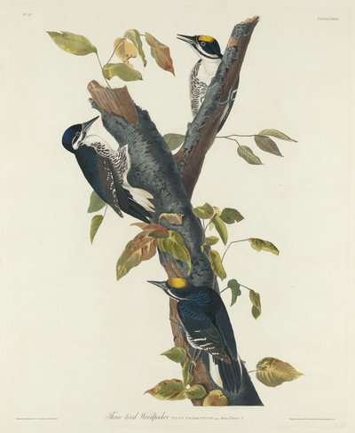 Three-Toed Woodpecker by Robert Havell