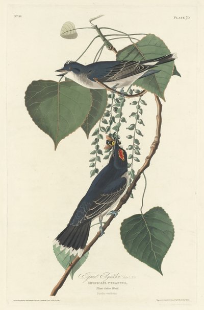 Tyrant Flycatcher by Robert Havell