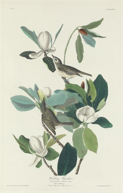 Warbling Flycatcher, 1831 by Robert Havell