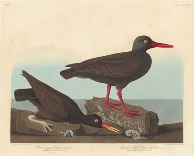 White-Legged Oyster-Catcher and Slender-Billed Oyster-Catcher, 1838 by Robert Havell