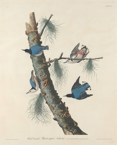White-breasted Black-capped Nuthatch, 1832 by Robert Havell