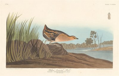 Yellow-breasted Rail by Robert Havell