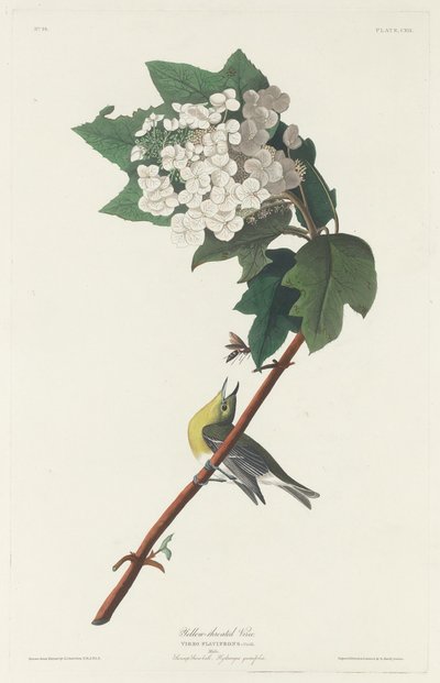 Yellow-throated Vireo by Robert Havell
