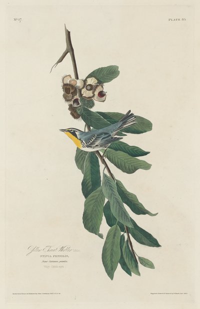 Yellow-throated Warbler by Robert Havell