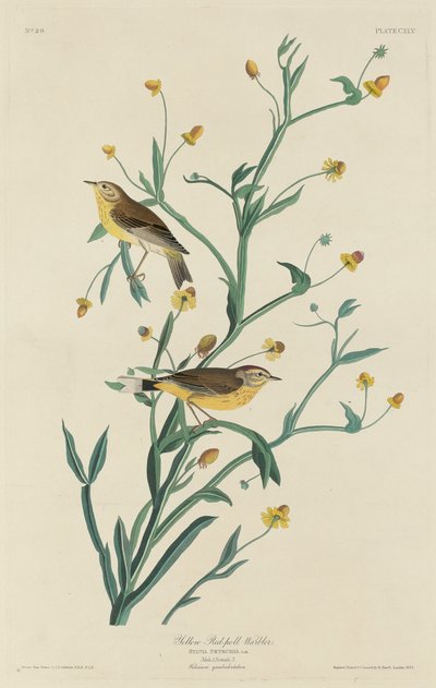 Yellow Red-Poll Warbler by Robert Havell