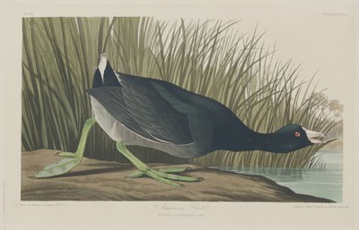 American Coot by Robert Havell after John James Audubon