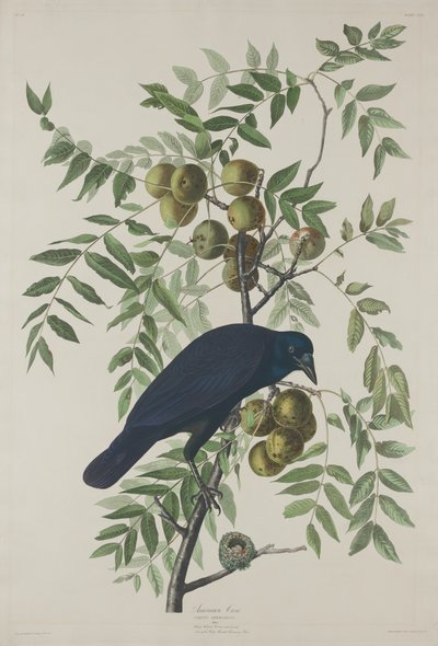 American Crow by Robert Havell after John James Audubon
