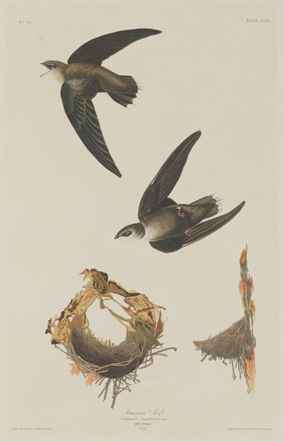 American Swift by Robert Havell after John James Audubon