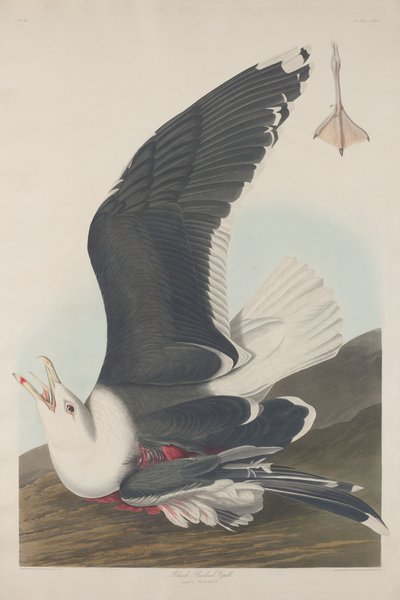 Black-Backed Gull by Robert Havell after John James Audubon