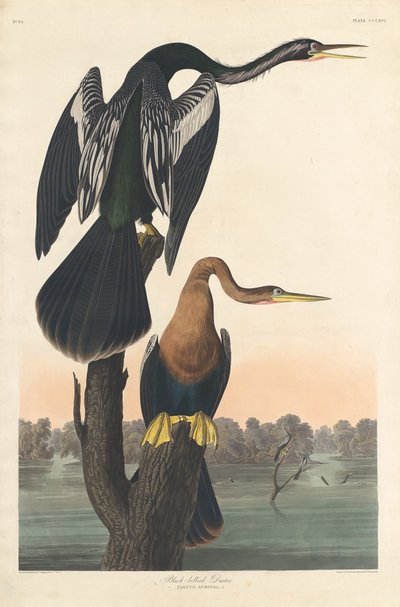 Black-bellied Darter by Robert Havell after John James Audubon