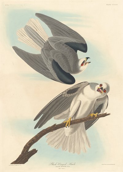 Black-winged Hawk by Robert Havell after John James Audubon