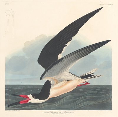 Black Skimmer by Robert Havell after John James Audubon