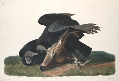 Black Vulture by Robert Havell after John James Audubon