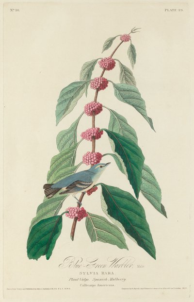 Blue-green Warbler by Robert Havell after John James Audubon
