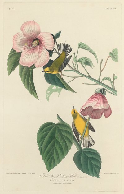 Blue-winged Yellow Warbler by Robert Havell after John James Audubon