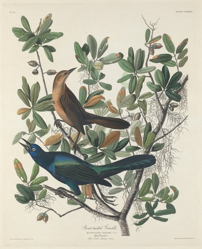 Boat-tailed Grackle by Robert Havell after John James Audubon