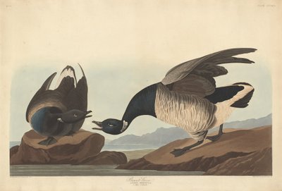 Brant Goose by Robert Havell after John James Audubon