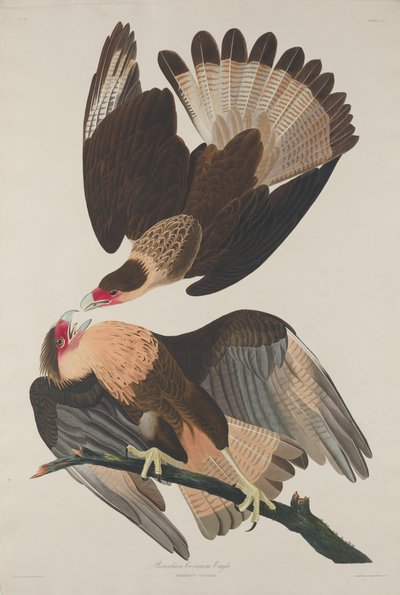 Brazilian Caracara Eagle by Robert Havell after John James Audubon