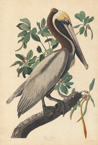 Brown Pelican by Robert Havell after John James Audubon