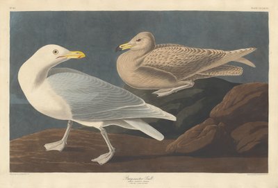 Burgomaster Gull by Robert Havell after John James Audubon