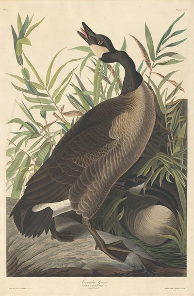 Canada Goose by Robert Havell after John James Audubon