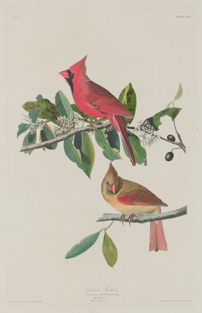 Cardinal Grosbeak by Robert Havell after John James Audubon