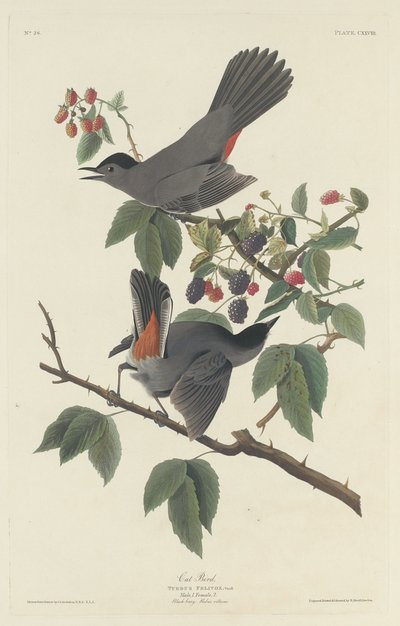 Cat Bird by Robert Havell after John James Audubon