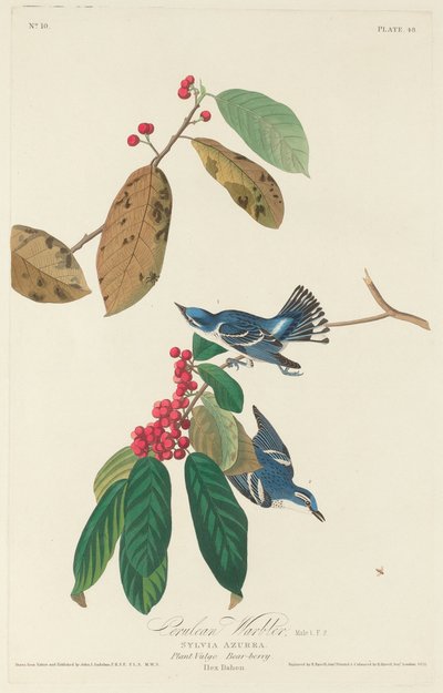 Cerulean Warbler by Robert Havell after John James Audubon