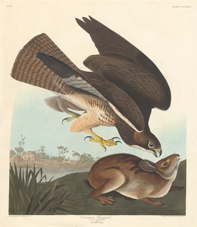Common Buzzard by Robert Havell after John James Audubon