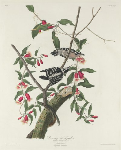 Downy Woodpecker by Robert Havell after John James Audubon