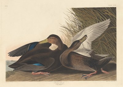 Dusky Duck by Robert Havell after John James Audubon