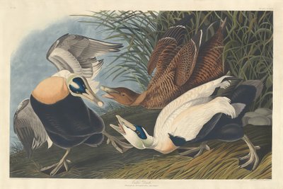 Eider Duck by Robert Havell after John James Audubon