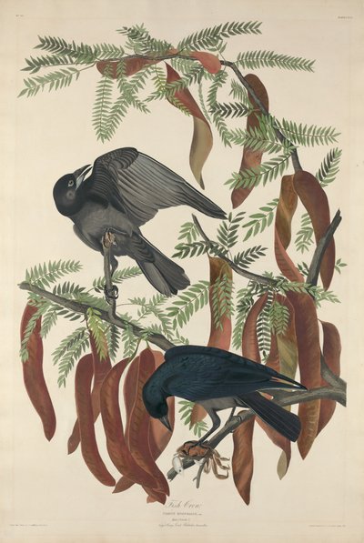 Fish Crow by Robert Havell after John James Audubon