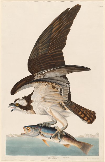 Fish Hawk by Robert Havell after John James Audubon