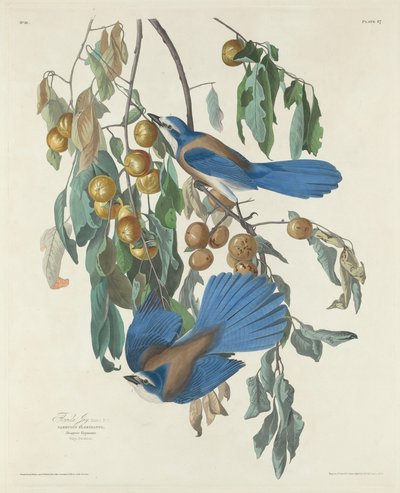 Florida Jays by Robert Havell after John James Audubon