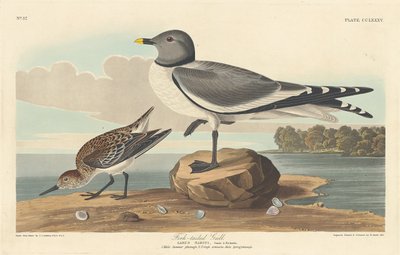 Fork-tailed Gull by Robert Havell after John James Audubon
