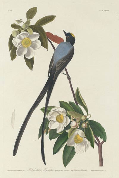 Forked-tail Flycatcher by Robert Havell after John James Audubon
