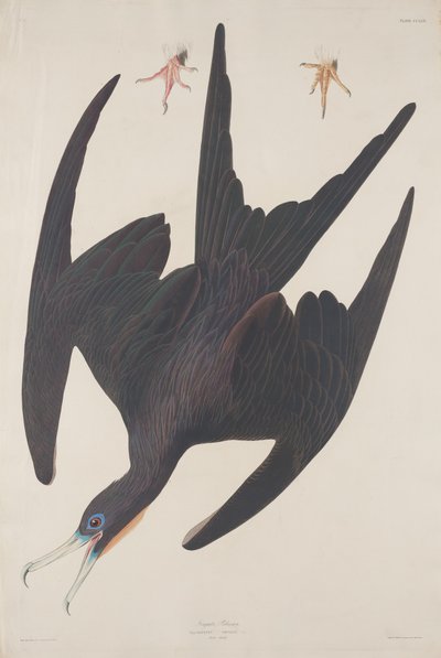 Frigate Pelican by Robert Havell after John James Audubon
