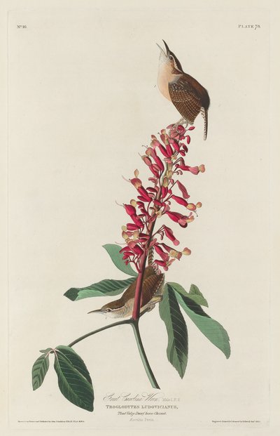 Great Carolina Wren by Robert Havell after John James Audubon