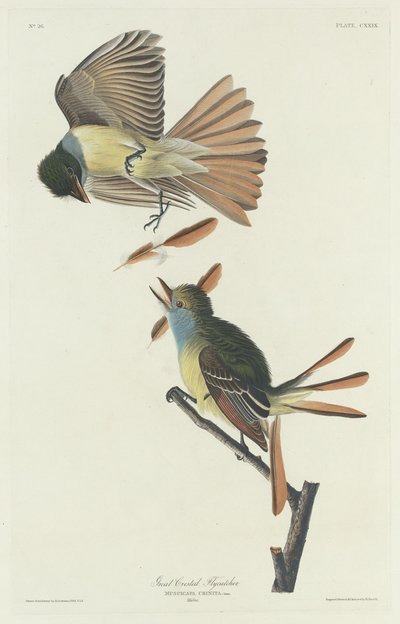 Great Crested Flycatcher by Robert Havell after John James Audubon