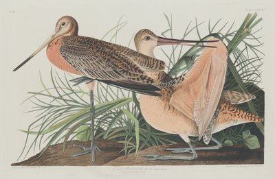 Great Marbled Godwit by Robert Havell after John James Audubon